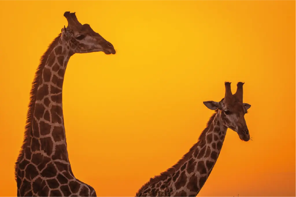 Jirafas al amanecer