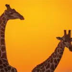 Jirafas al amanecer