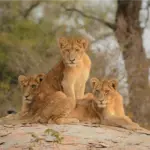 Kruger National Park