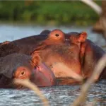 Lago Naivasha con hipopótamos-