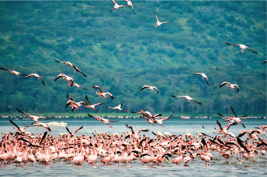 Lago Nakuru con flamenco