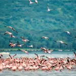 Lago Nakuru con flamenco