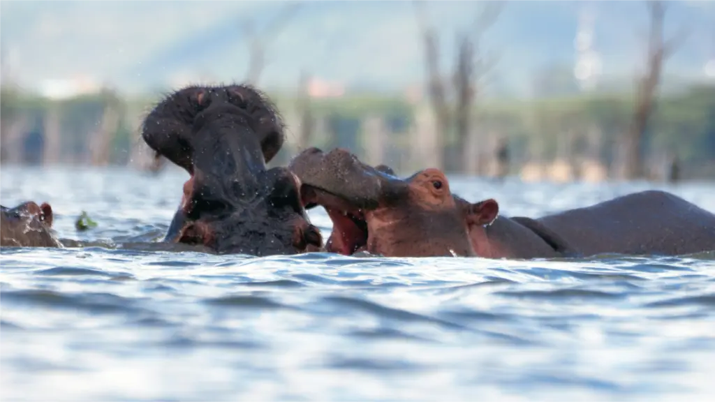 Lake Naivasha