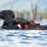 Lake Naivasha