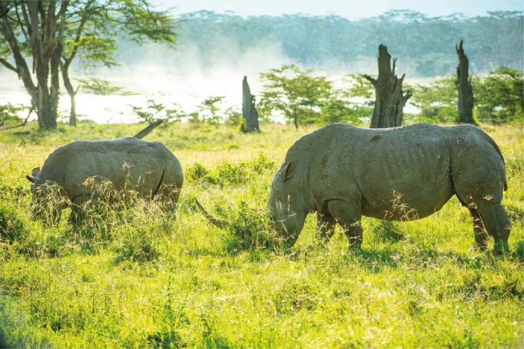 Lake Nakuru National Park