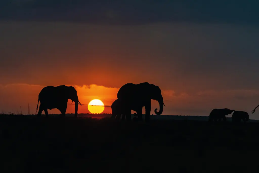 Maasai Mara National Reserve