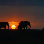 Maasai Mara National Reserve