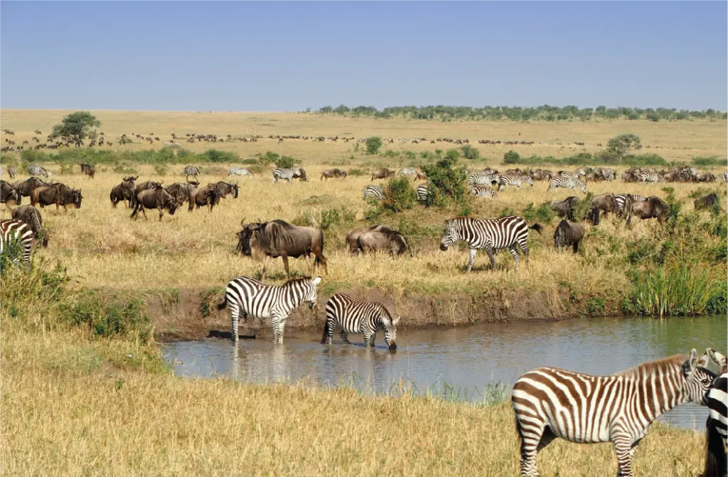 Maasai Mara National Reserve