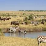 Maasai Mara National Reserve