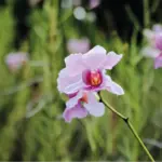 National Orchid Garden