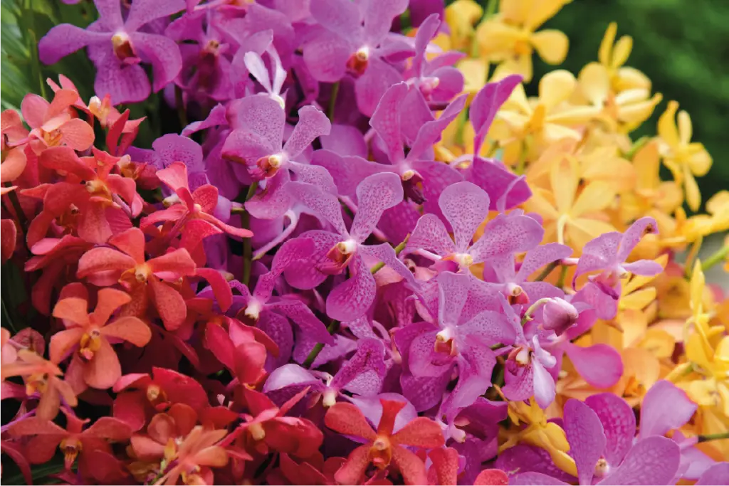 National Orchid Garden 2