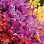 National Orchid Garden 2