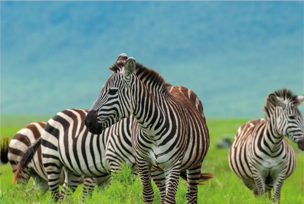 Ngorongoro
