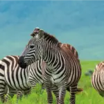 Ngorongoro