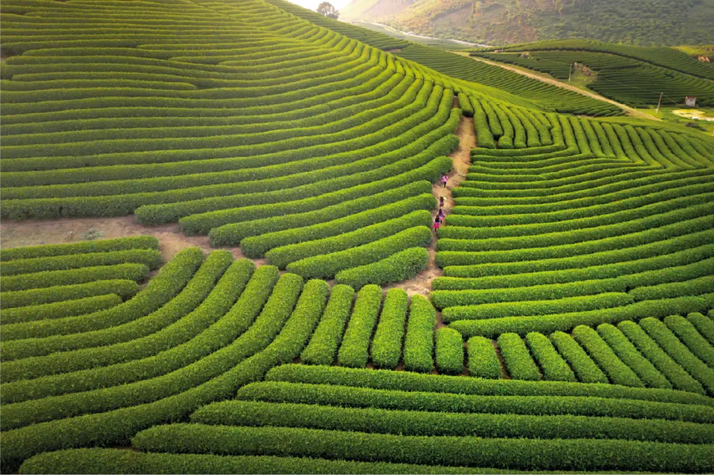 Plantaciones de té de Hadong