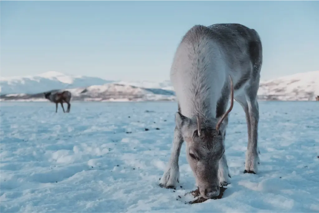 Reno en Tromso