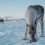 Reno en Tromso