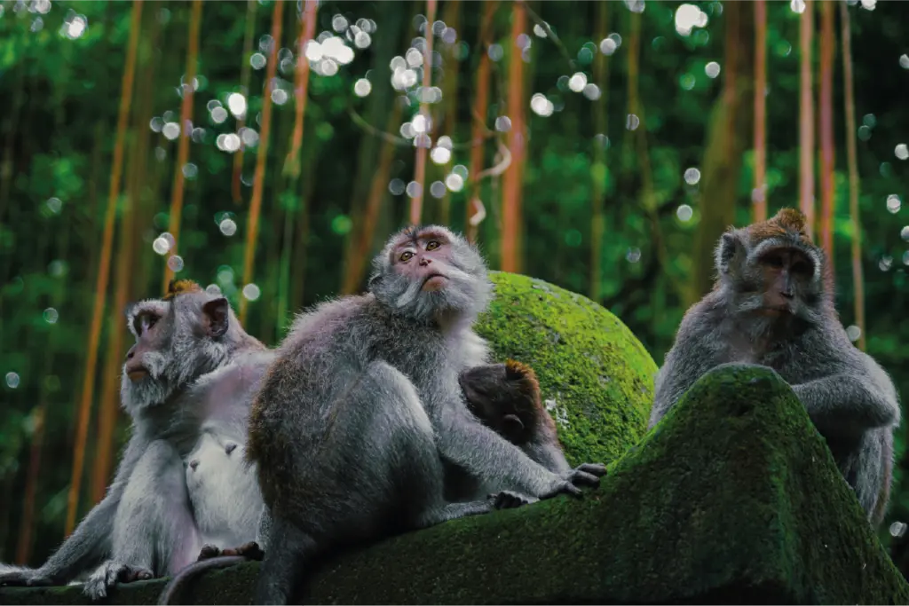 Sacred Monkey Forest Sanctuary
