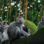 Sacred Monkey Forest Sanctuary