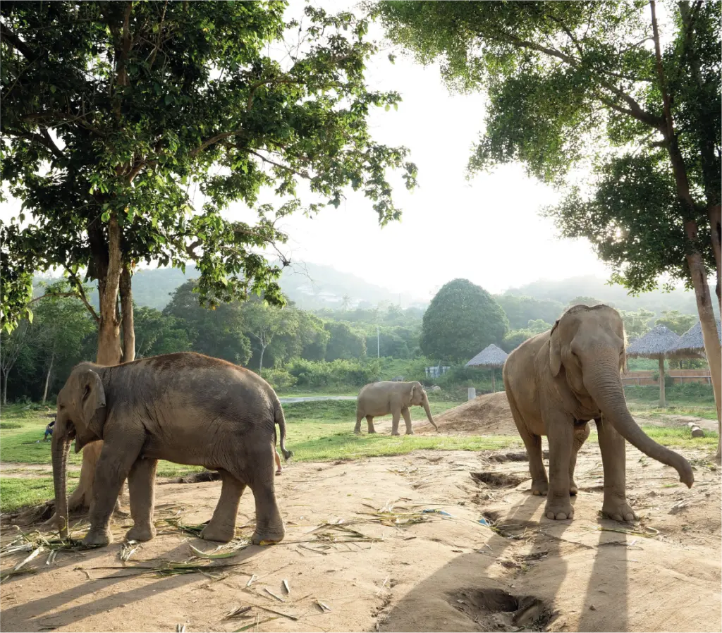 Santuario de Elefantes, Tailandia