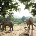 Santuario de Elefantes, Tailandia