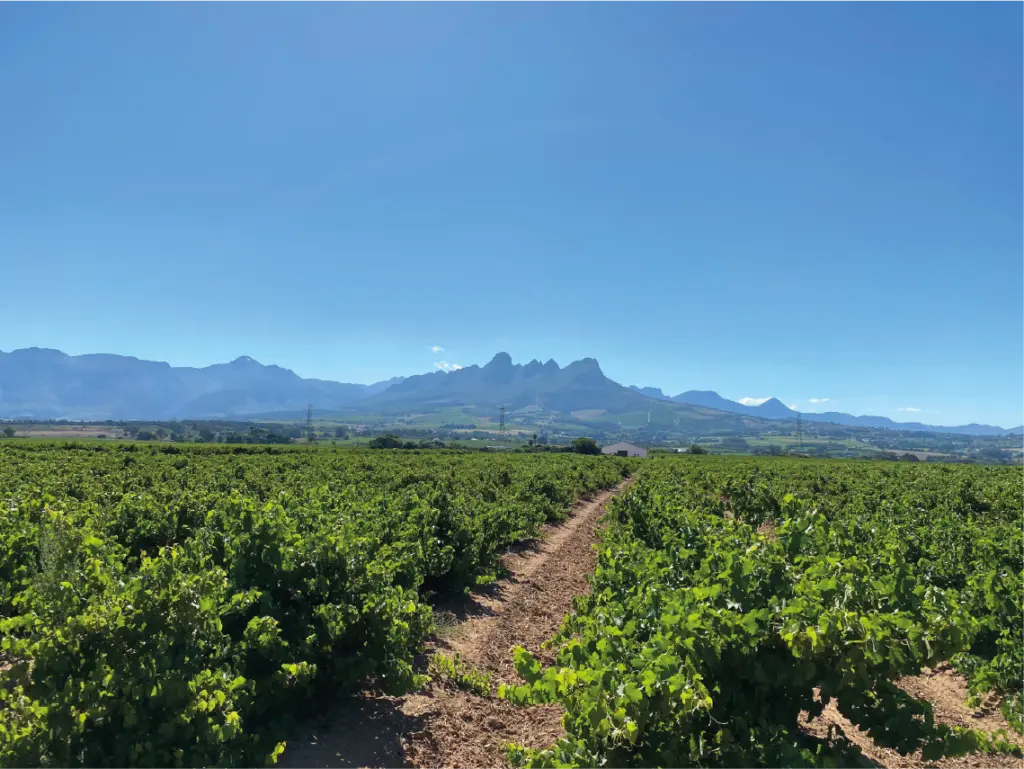 Stellenbosch