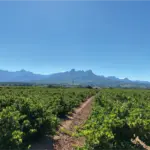 Stellenbosch