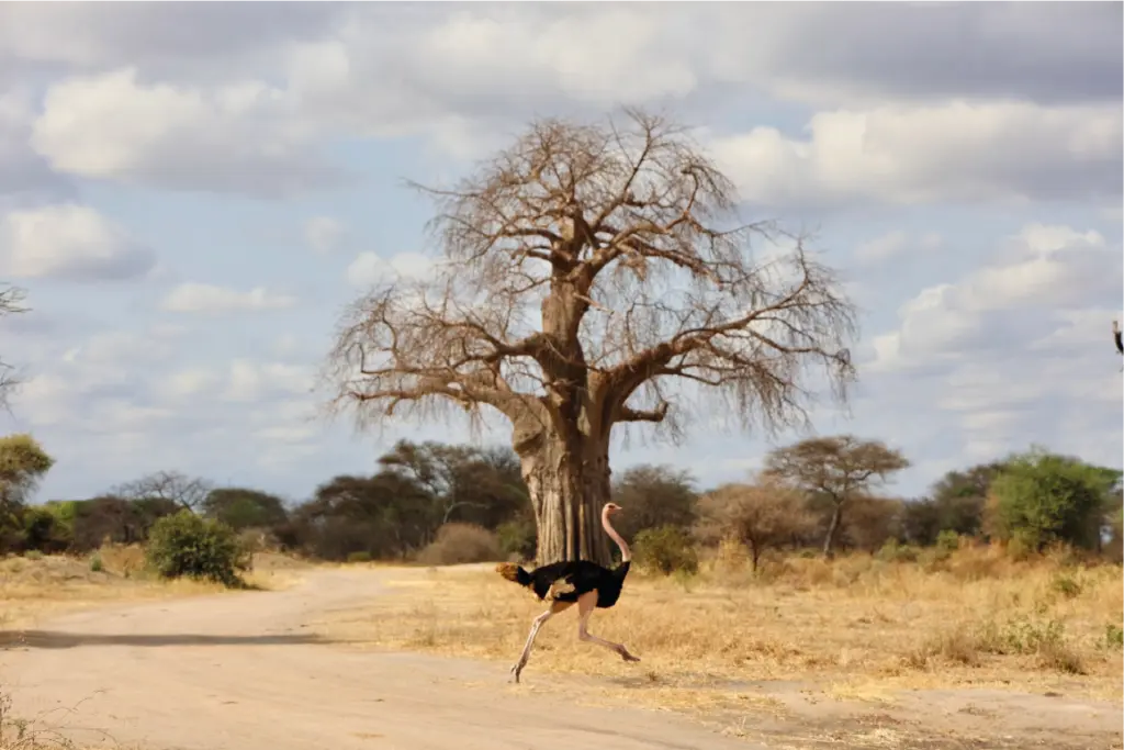 Tarangire y los baobabs