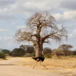 Tarangire y los baobabs