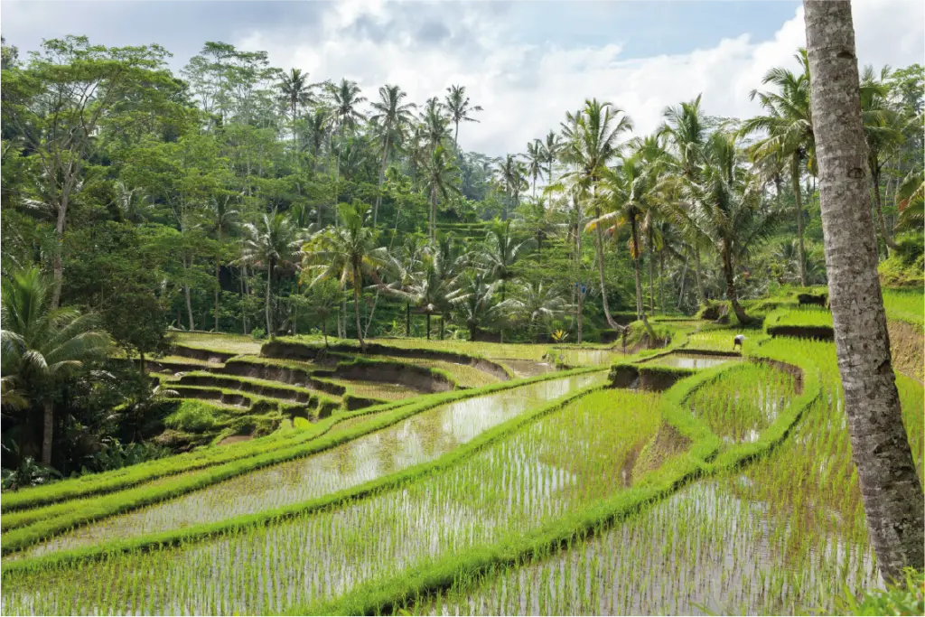 Tegalalang Rice Terrace