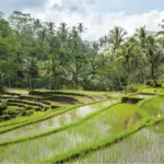 Tegalalang Rice Terrace