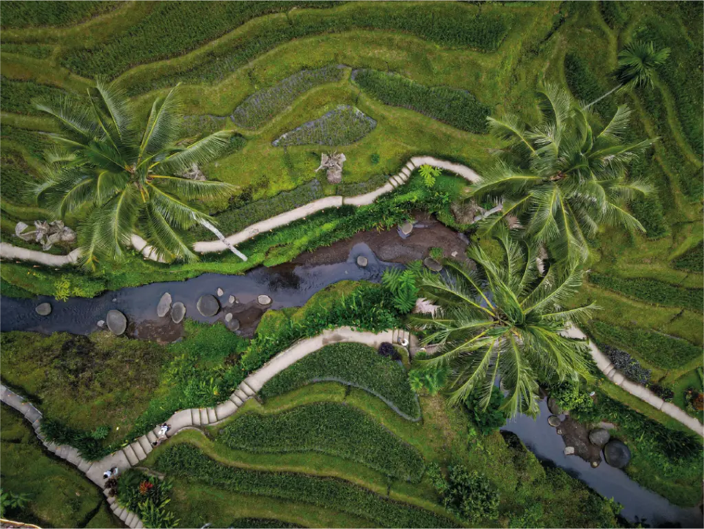 Tegallalang Rice Terraces