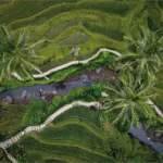 Tegallalang Rice Terraces