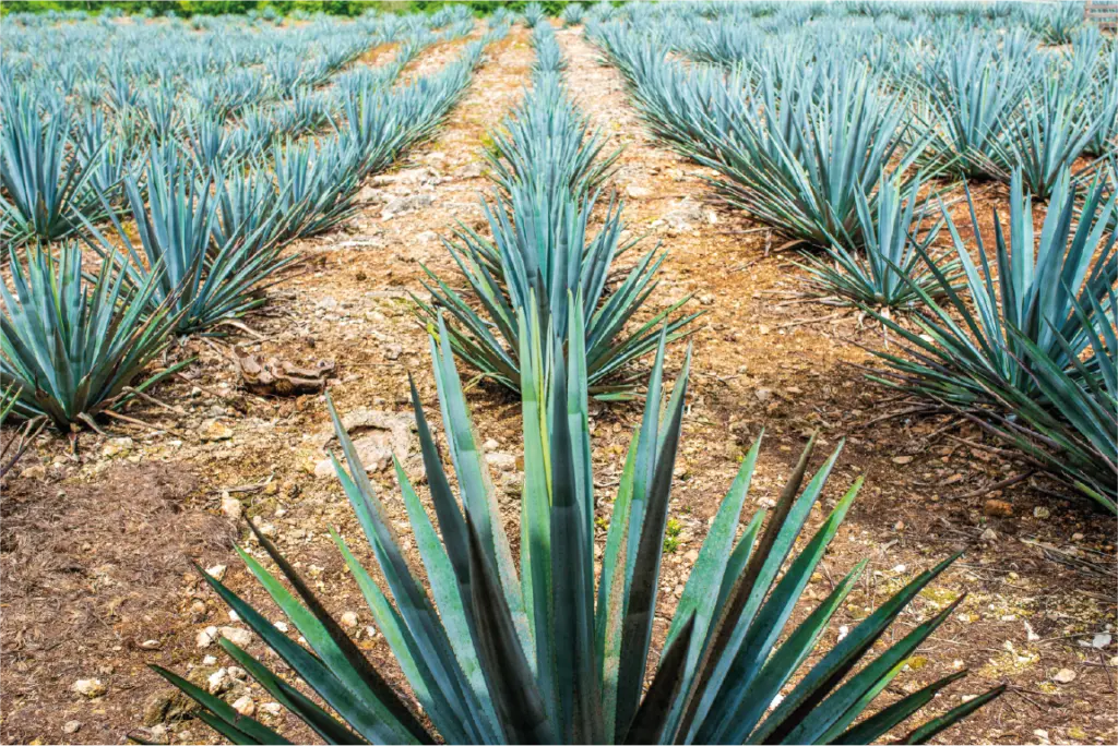 Tequila, México