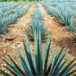 Tequila, México