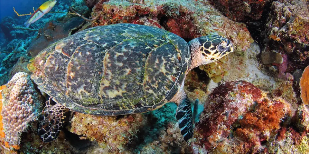 Tortuga, Resort Kunuku Aqua