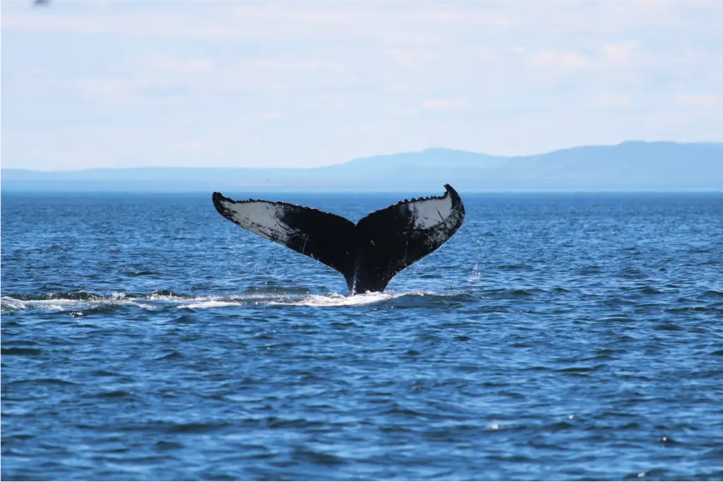 Ballena en Charlevoix