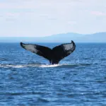 Ballena en Charlevoix