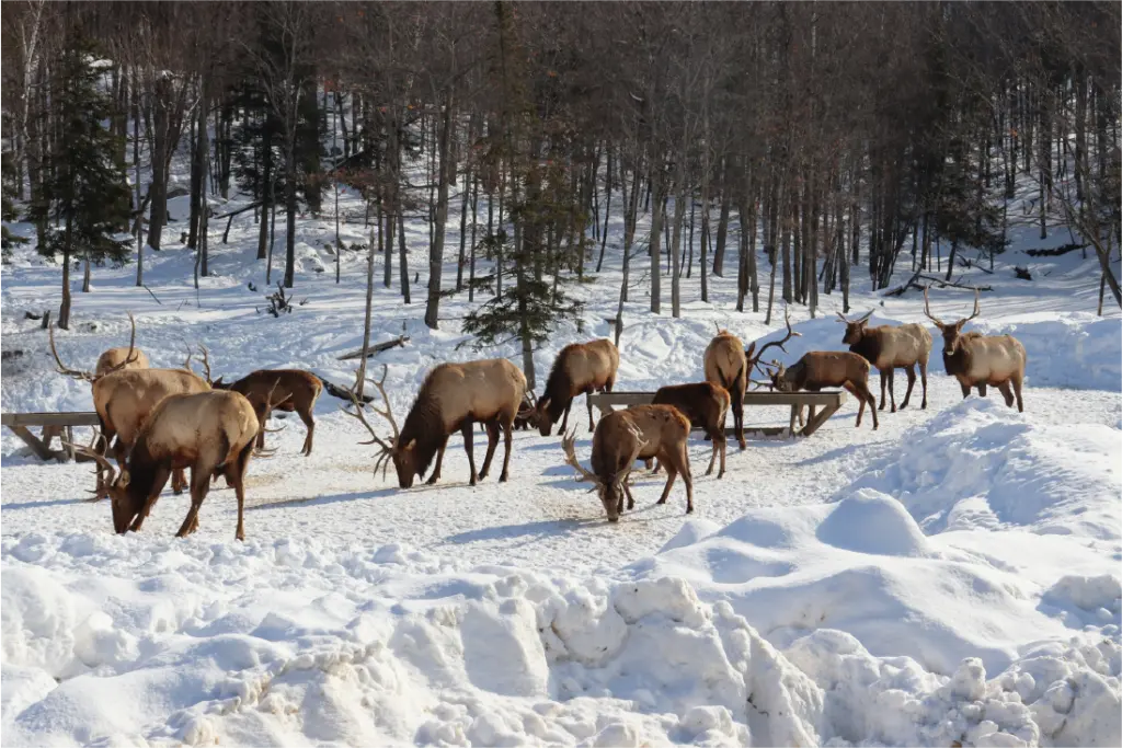 Parc Omega, Canadá