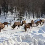 Parc Omega, Canadá